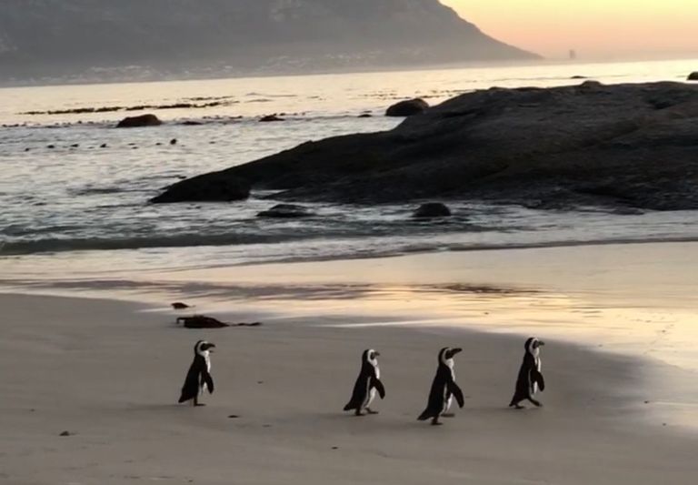 Boulders Beach 
